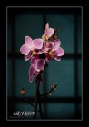 Orchid для ... Varda ...