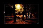 ночная осень в парке.