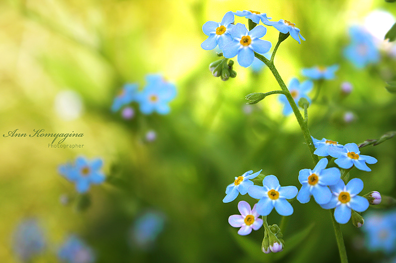 Июнь. | Forget-Me-Not |