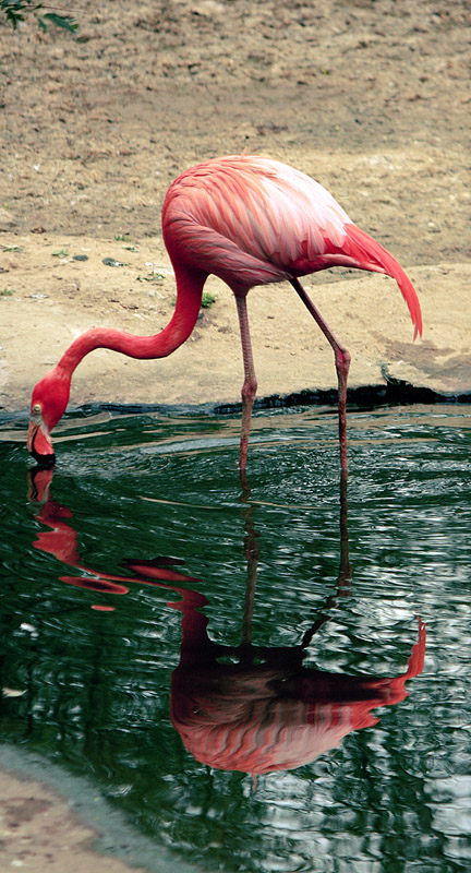 фламинго...