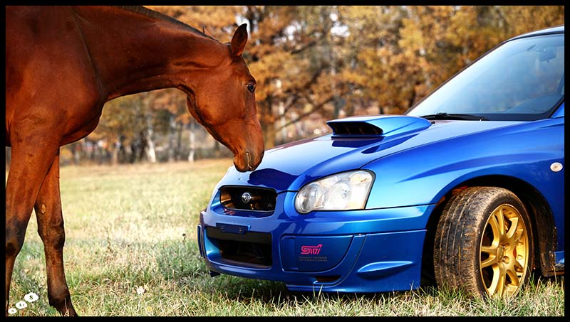 Horse VS Subaru